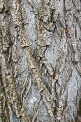 natural background texture tree bark
