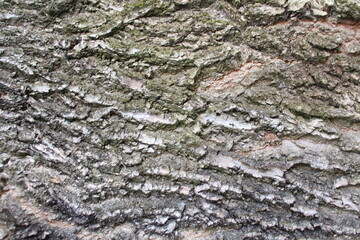 natural background texture tree bark