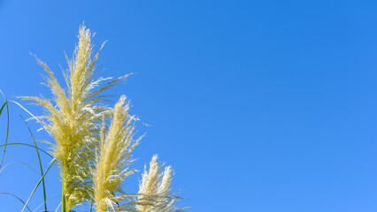 青空に揺れるパンパスグラス
