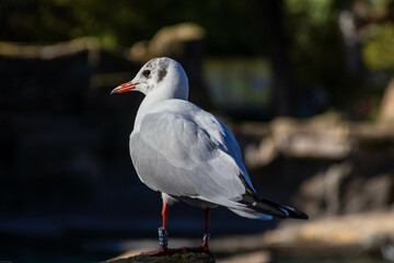 Black-Headed Gull Perched on a Rock in Sunlight