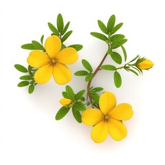 Rockrose 3D &ndash; Realistic 3D Render of a Beautiful Rockrose Flower, Detailed Texture and Natural Aesthetic, Perfect for Floral Design