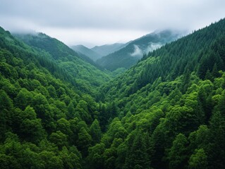 Fototapeta premium Lush green valley surrounded by misty mountains