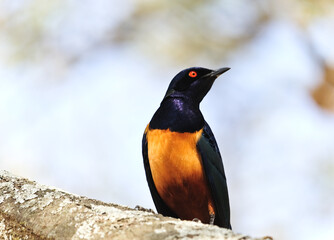 Splendid starling in Amboseli Kenya