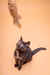 Młody kot, szylkretka, na jednolitym, beżowym tle. 