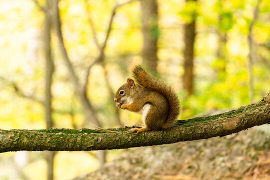Ecureuil dans une foret 