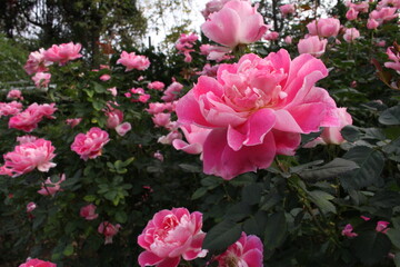 Fototapeta premium 植物