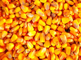 Bright yellow corn kernels piled up after the harvest.