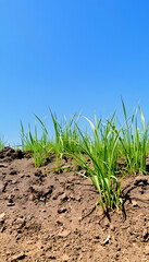 Soil and Grass in Blue Sky, smooth light, with white tones
