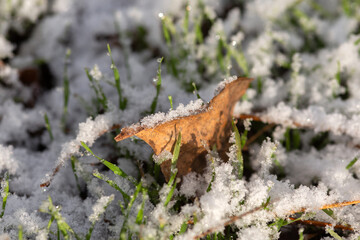 red and yellow butterfly