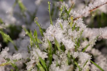 grass in snow