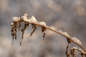 frost on the branches
