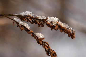Naklejka premium icicles on a branch