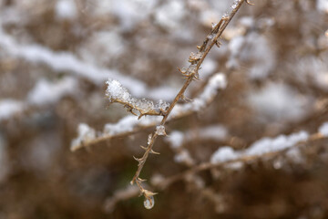 frost on branches