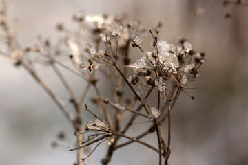 frost on a branch