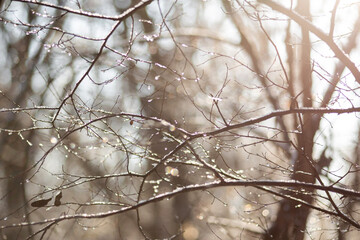 snow covered branches