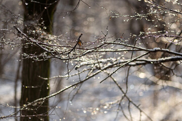 frost on a tree