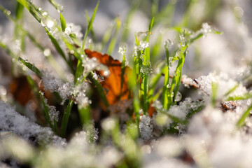 green moss on the ground