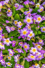 Flowers of pale pink common primrose, primrose - lat. Primula acaulis or primula vulgaris - on a background of green foliage with raindrops. The concept of spring awakening of nature. close up