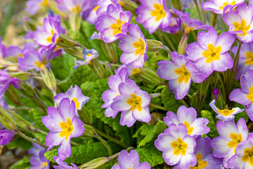 Flowers of pale pink common primrose, primrose - lat. Primula acaulis or primula vulgaris - on a background of green foliage with raindrops. The concept of spring awakening of nature. close up