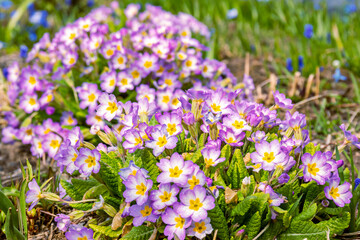 Flowers of pale pink common primrose, primrose - lat. Primula acaulis or primula vulgaris - on a background of green foliage with raindrops. The concept of spring awakening of nature. close up