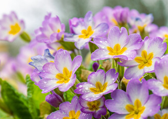 Fototapeta premium Flowers of pale pink common primrose, primrose - lat. Primula acaulis or primula vulgaris - on a background of green foliage with raindrops. The concept of spring awakening of nature. close up