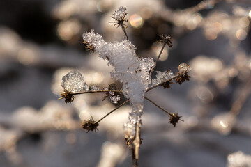 frost on branches