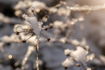 frost on a tree