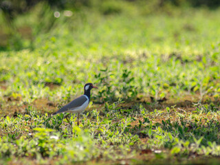 Tropical birds stand on green grass in summer. Wild birds in the grassland on a sunny day.