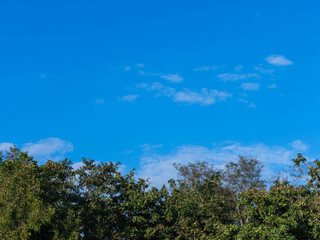 Obraz premium Beautiful nature of green treetops in the forest against blue sky with clouds on a sunny day. Nature background