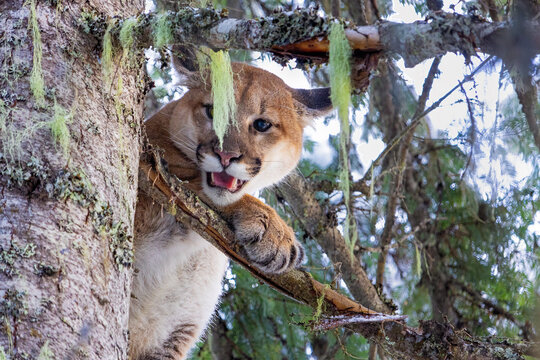 Mountain Lion in a Tree