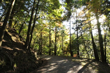 Obraz premium 山道