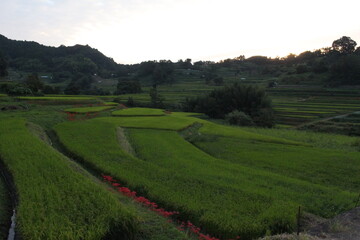 Obraz premium 田舎の風景