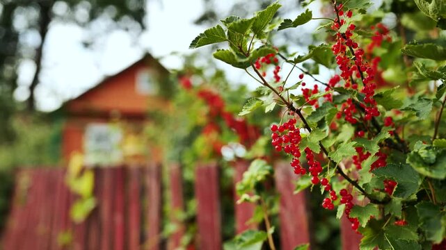 Ripe redcurrant clusters dangling from leafy branch, wooden garden setting blurred behind vibrant summer foliage