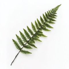 Ruby Fern Brush &ndash; Elegant and Detailed Digital Brush for Art and Design, Lush Fern Texture in Rich Ruby Red Color