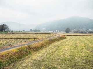 朝の田園風景