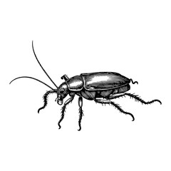 Detailed Cockroach Insect with Antenna Black and White Outline Line Art Drawing