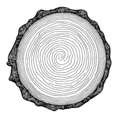 Fototapeta premium Cross Section Tree Trunk Wood with Rings Black and White Outline Line Art Drawing