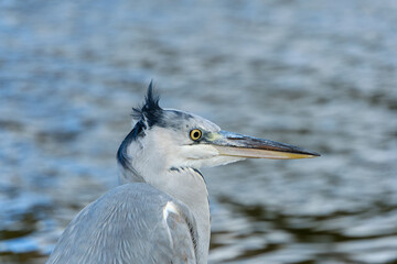 アオサギの横顔アップ
