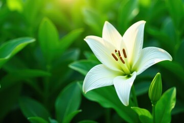 Obraz premium Elegant white lily blossom against vibrant green foliage, peaceful, background