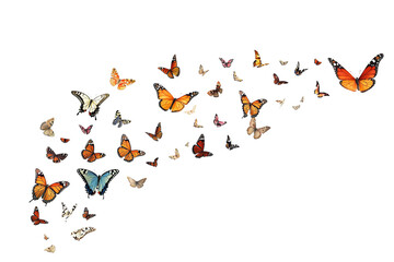 A butterfly is flying in the air with many other butterflies. on transparent background.