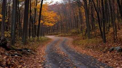 Obraz premium Autumnal Forest Road Winding Path, Golden Leaves, Dark Trees