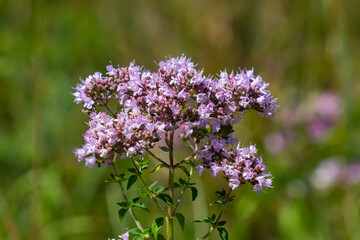 Obraz premium Oregano is a honey and medicinal plant. Oregano Origanum vulgare kind of perennial herbaceous plants