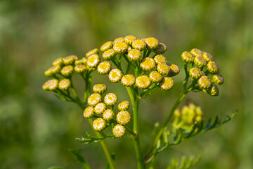 Tansy Tanacetum vulgare wild plant in summer