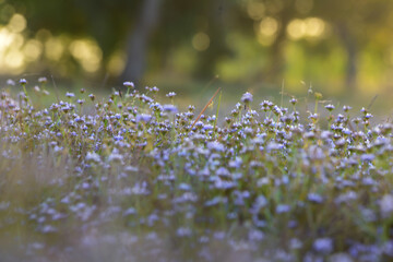 dew on the grass