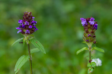 Prunella Vulgaris makro single natural flower, medicinal herbs nature background