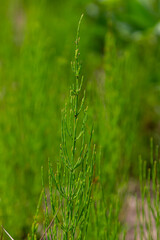 Horsetail field Equisetum arvense grows in the wild