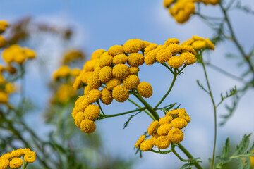 Tansy Tanacetum vulgare wild plant in summer