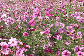 Fototapeta premium コスモス