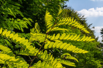Fototapeta premium Close up of a Brown Robinia pseudoacacia Branches against a bright nature background