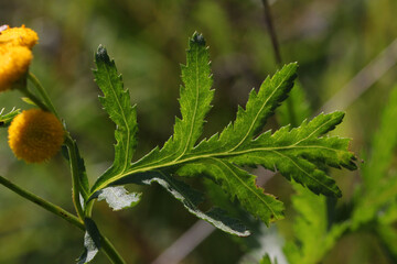 Green leaf of a Tansy flower ( Tanacetum vulgare ) with translucent venation